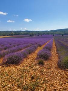 Maisons d'hotes A Ventoux Yourte : photos des chambres