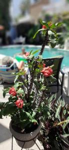 Apartmento con alberca a 50 mt del mar La Licha