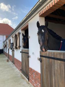 Maisons de vacances Le Clos de l'Angley Gites et Ecurie : photos des chambres