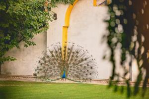 Diggi Palace - A City Center Hidden Heritage Gem