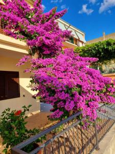Apartman Ruža 