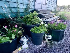 Shepherds Hut with Hot Tub North Wales Anglesey