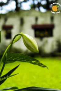 Los Naranjos Town Houses