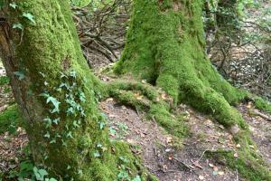 B&B / Chambres d'hotes L'Hotie de Broceliande : photos des chambres