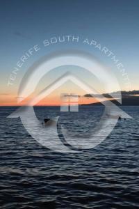 Paradise Ocean Suite