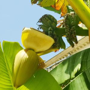 Maisons d'hotes Chambres d'hotes - Bed and Breakfast Les Palmiers : photos des chambres