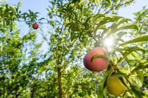 Ktima Abella ✩ Organic Garden ✩ Absolute Privacy