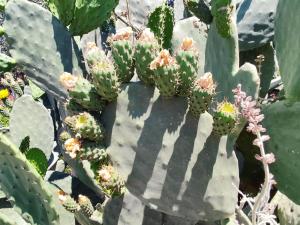 Athinas Stone House in Kardamyli