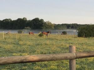 Maisons de vacances Tiny House aux Chevaux du Perche : photos des chambres