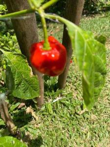 Sea view Casita Eco Casa Algana