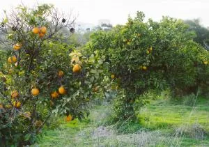 JB - Monte João Moleiro With Shared Pull - Pechão