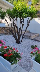 casa lUlivariu affittacamere