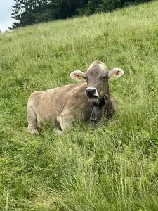 Schöne Aussichten - Weitnau
