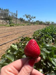 Agriturismo Su Barraccu img22