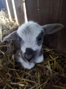 U Asi - Zimowe Wakacje Blisko Natury