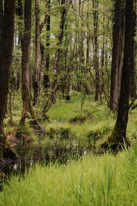 Dziki Las - domki na drzewach