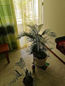 Room in Apartment - Roommate for rent in flic en flac