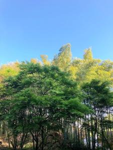 BAMBOO RESORT MIHAMA 繋
