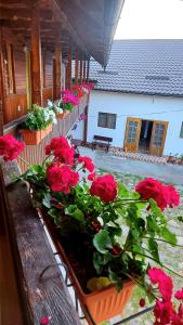 PENSIUNEA BOCA VORONET