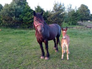 domek w pobliżu jeziora