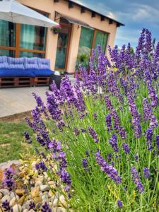 Lavanda Garden Apartment