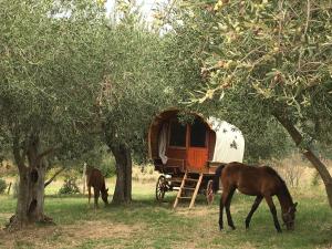 Campings Le Camping de Cucugnan : photos des chambres