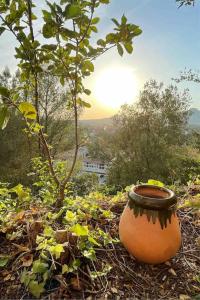 Maisons de vacances Cocon provencal entre mer et colline proche Cassis : photos des chambres