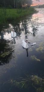 Sejours a la campagne La cabane de l'etang : photos des chambres