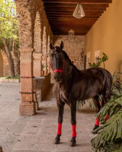 Hacienda El Salitre Hotel & Spa