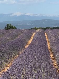 Appartements Provence Luberon Bonnieux location gite chez Marcelle : photos des chambres