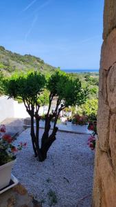 casa l'Ulivariu affittacamere img33