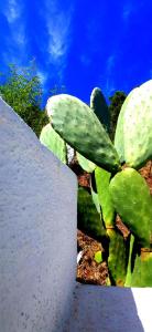 casa l'Ulivariu affittacamere img28