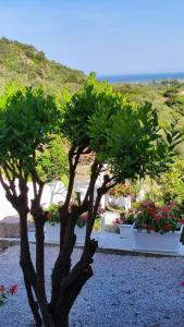 casa l'Ulivariu affittacamere img70