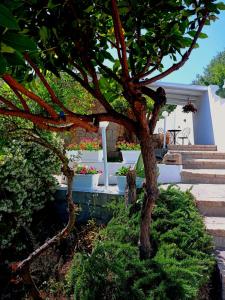 casa l'Ulivariu affittacamere img41