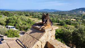 casa l'Ulivariu affittacamere img40