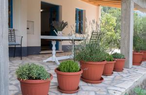 Studio apartman ROZA 