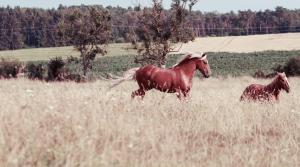 Appartements Insolite! Plusieurs Gites dans Ferme Equestre : photos des chambres