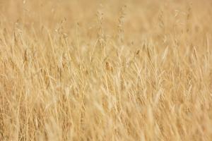 Agriturismo La Valle della Lavanda - Podere Mezzastrada