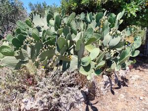 Athinas Stone House in Kardamyli