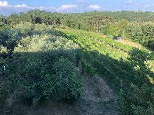 Apartman Villa Romana
