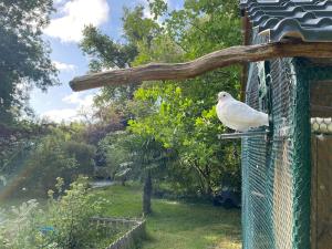 Chalets mon ptitni : photos des chambres