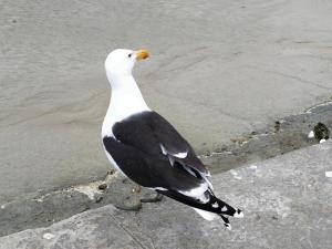Petite Maison pleine de charme au Tréport.....