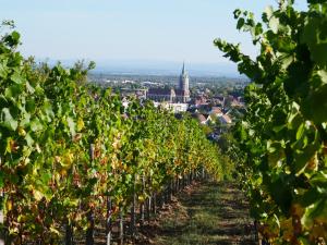 Appartements Appartement Sur La Route des Vins d'Alsace : photos des chambres