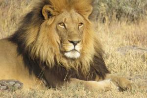 Crocodile Bridge Safari Lodge