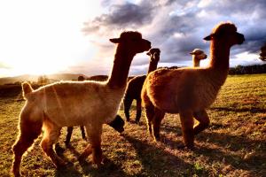 Prophetengut - die Perle im Jurapark