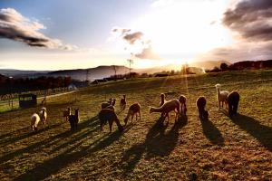 Prophetengut - die Perle im Jurapark