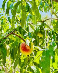 Apartman Tina - 3hvězdičkové hotely ve městě Murvica