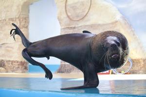 Splash Inn Nuevo Vallarta & Parque Acuatico