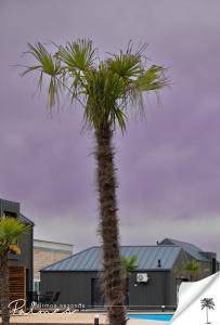 Palmes Pirmas Sezonas Palanga