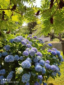 Apartman Jovanovic-Rudnik